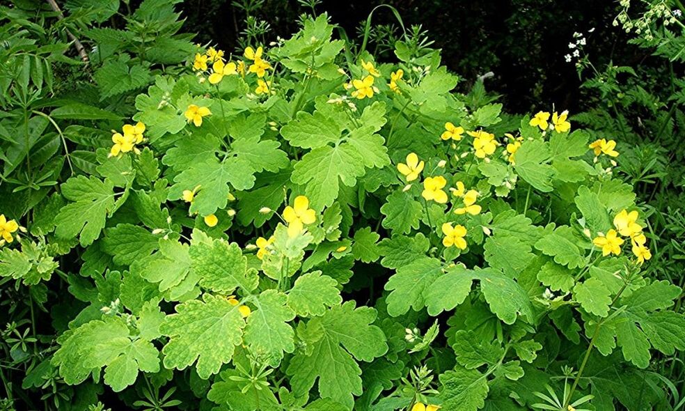 celandine plant against nail fungus